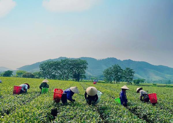 Hà Tĩnh: Chè đạt năng suất khá cao nông dân tích cực thu hoạch vụ xuân